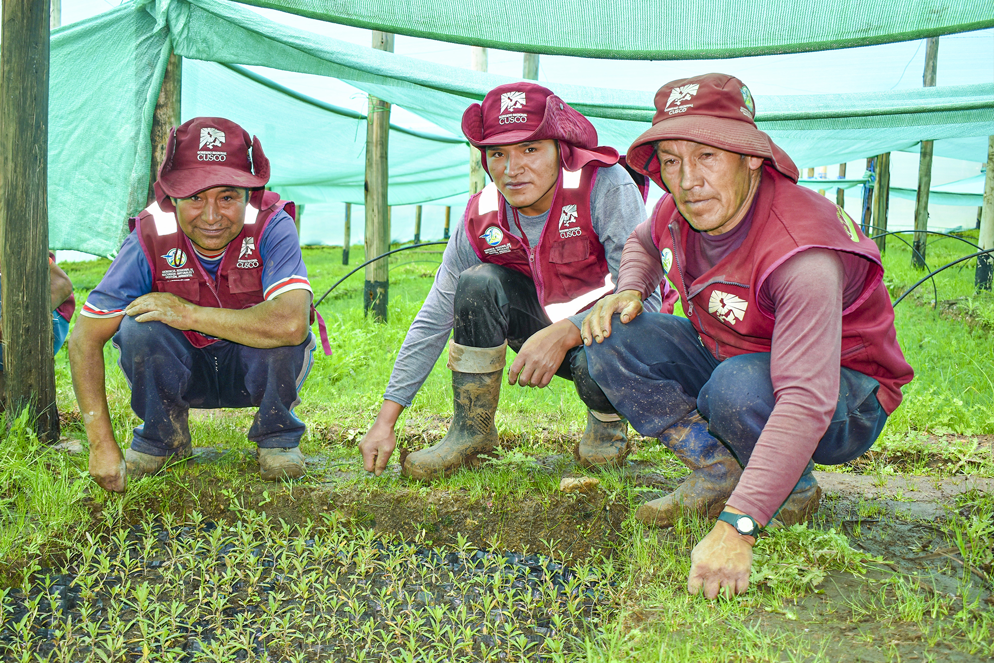 Ejemplo En El País: Cusco Fortalece Lucha Contra El Cambio Climático Con Plantación De 30 Millones De Especies Nativas Hasta El 2027