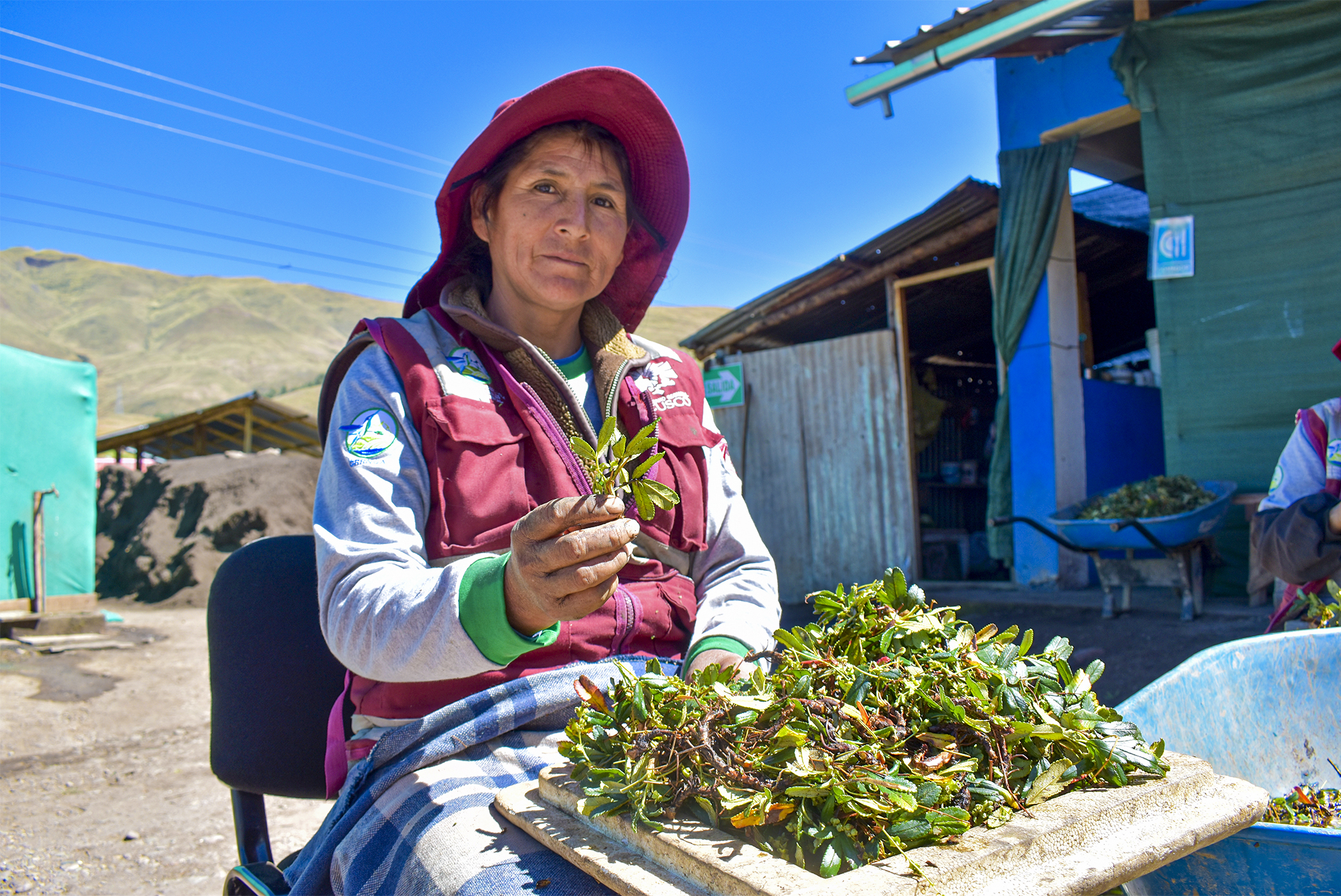 Ejemplo En El País: Cusco Fortalece Lucha Contra El Cambio Climático Con Plantación De 30 Millones De Especies Nativas Hasta El 2027