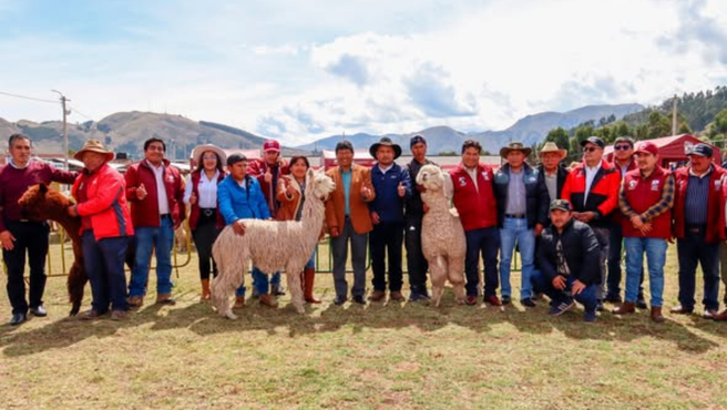 Entrega de reproductores del proyecto de alpacas en la provincia de Canchis