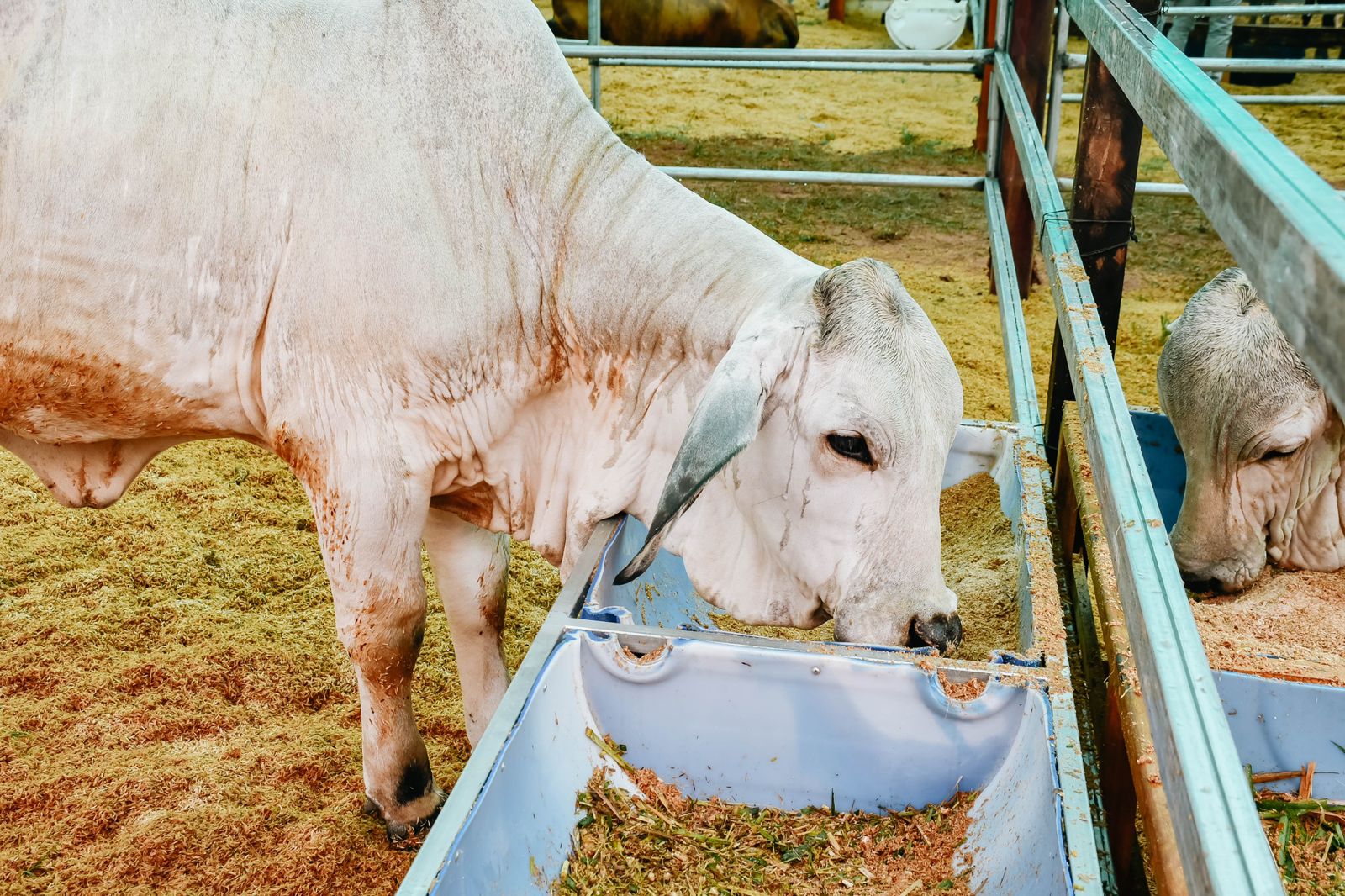 Durante tres días consecutivos productores, expertos y empresarios del sector agropecuario compartirán conocimientos, estrategias y avances tecnológicos que fortalecerán la producción ganadera en la región San Martín