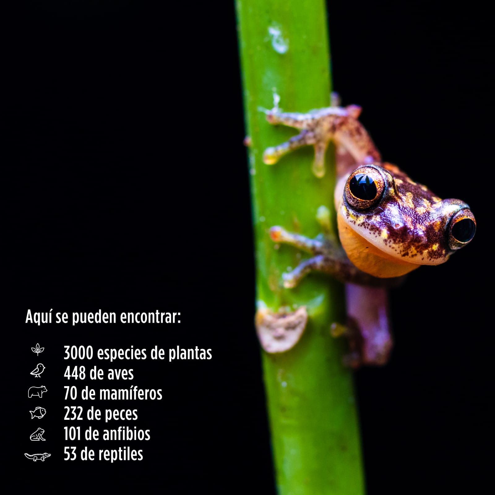 Loreto protege más de 283 mil hectáreas de bosques con nueva Área de Conservación Regional Medio Putumayo-Algodón.