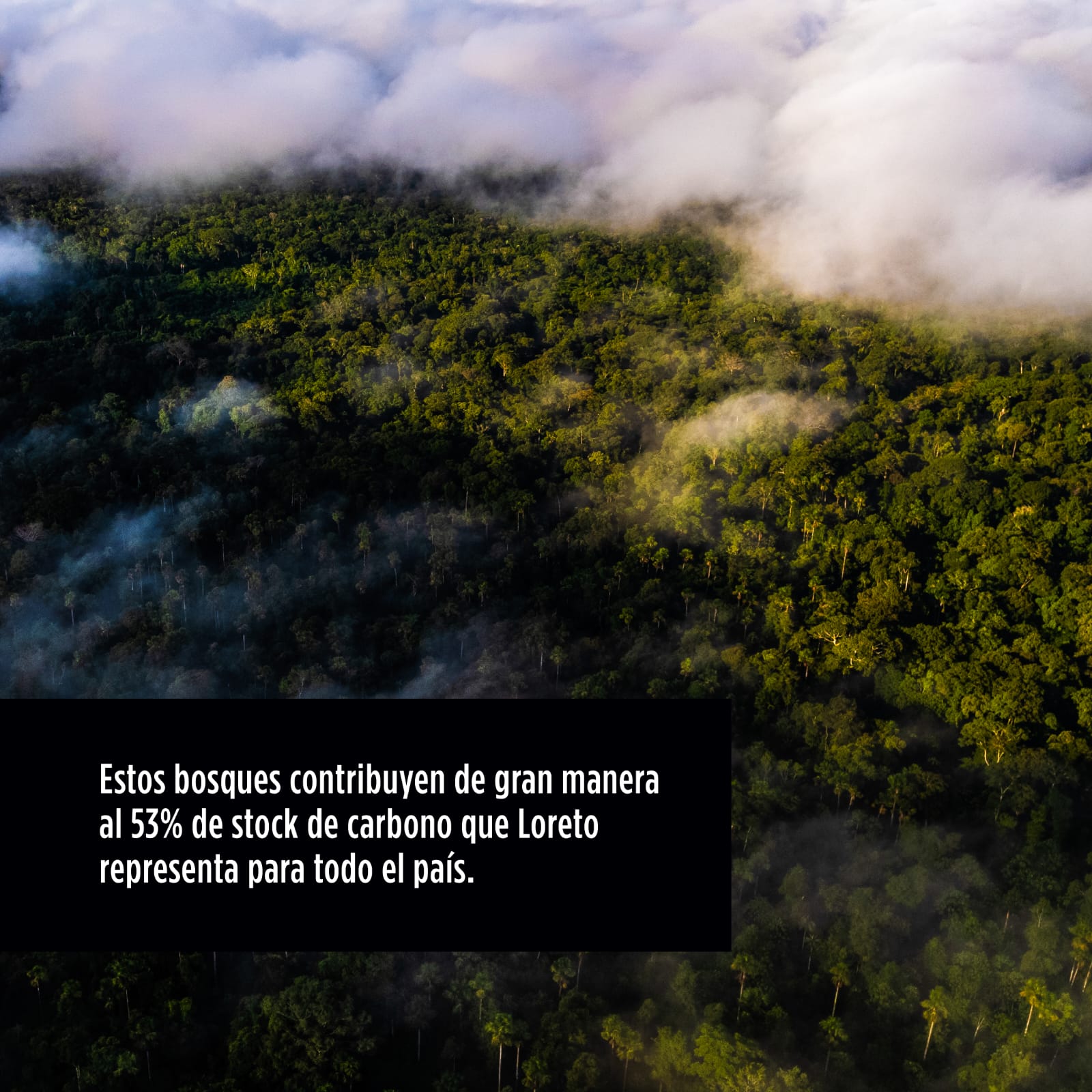 Loreto protege más de 283 mil hectáreas de bosques con nueva Área de Conservación Regional Medio Putumayo-Algodón.