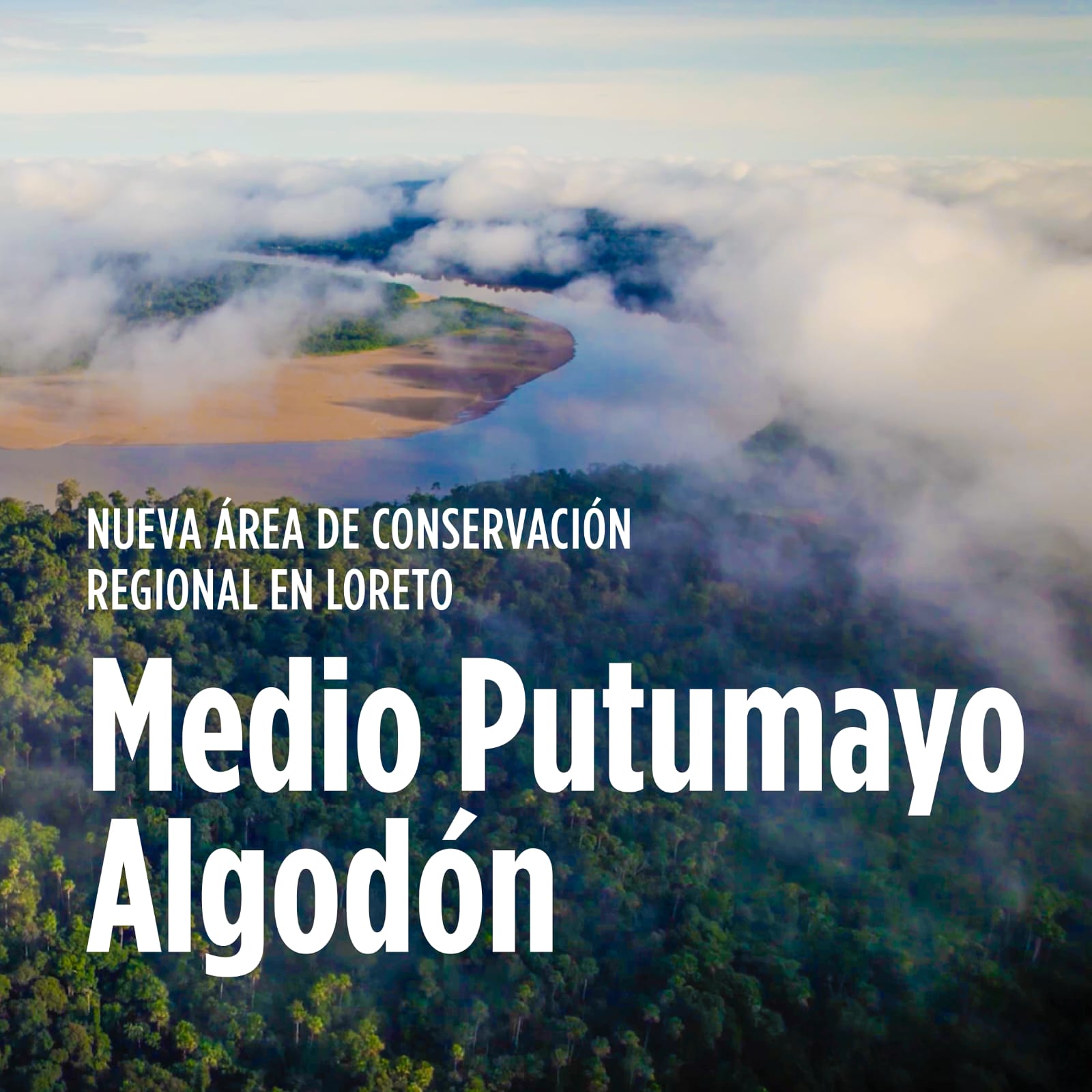 Loreto protege más de 283 mil hectáreas de bosques con nueva Área de Conservación Regional Medio Putumayo-Algodón.