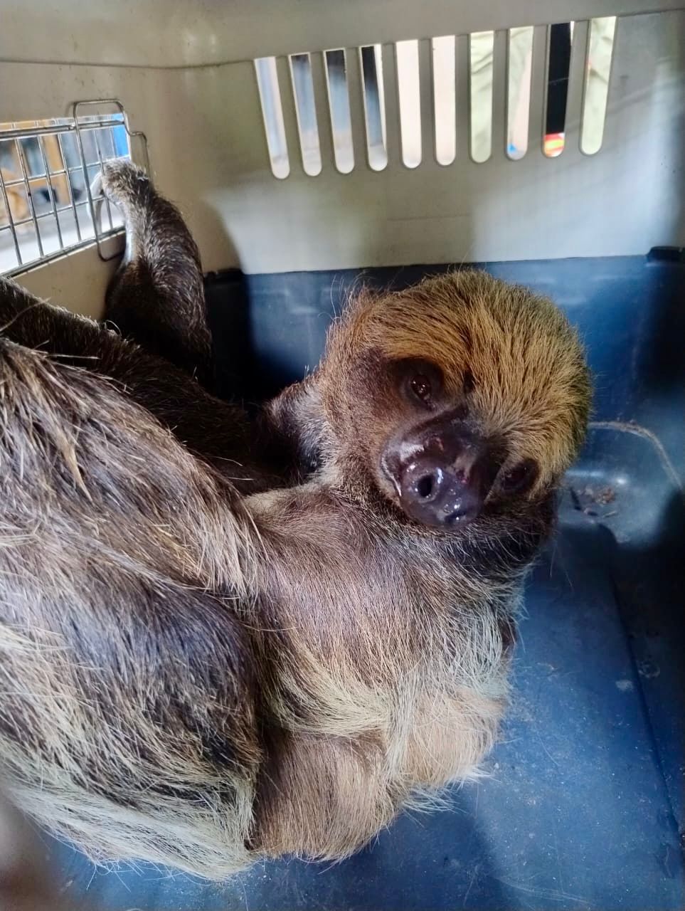 Rescatan ejemplar de oso perezoso de dos garras en asentamiento humano Luis Valdez Villacorta.
