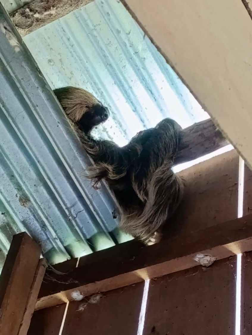 Rescatan ejemplar de oso perezoso de dos garras en asentamiento humano Luis Valdez Villacorta.