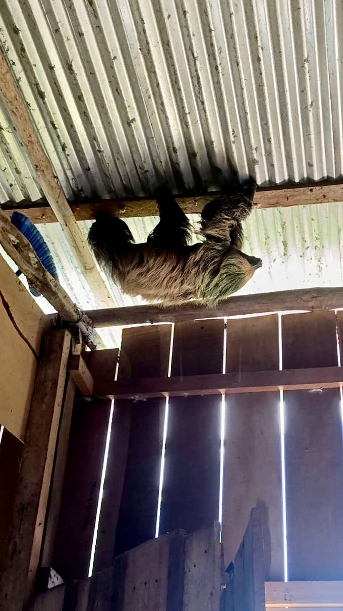 Rescatan ejemplar de oso perezoso de dos garras en asentamiento humano Luis Valdez Villacorta.