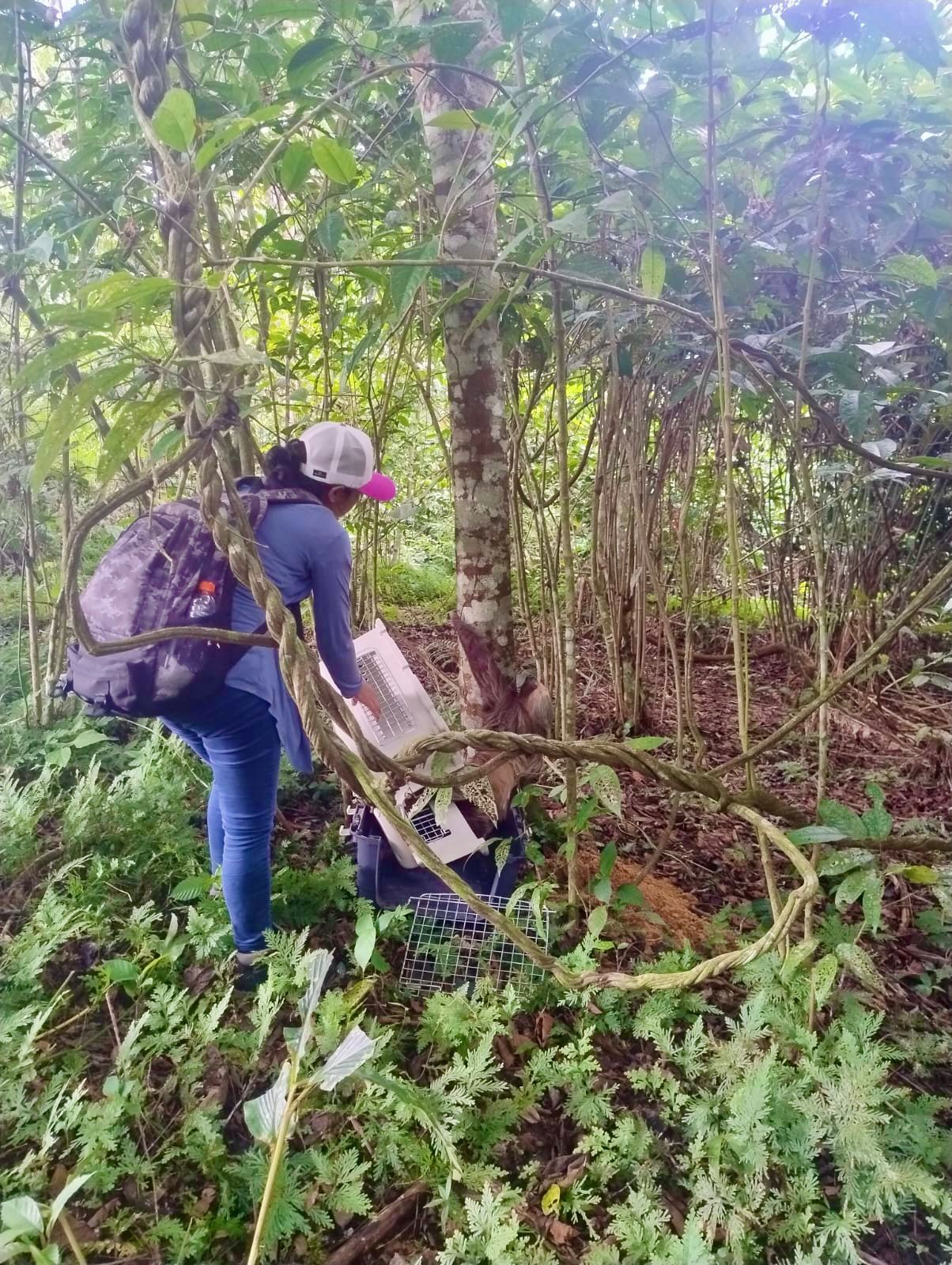 rescate del oso perezoso
