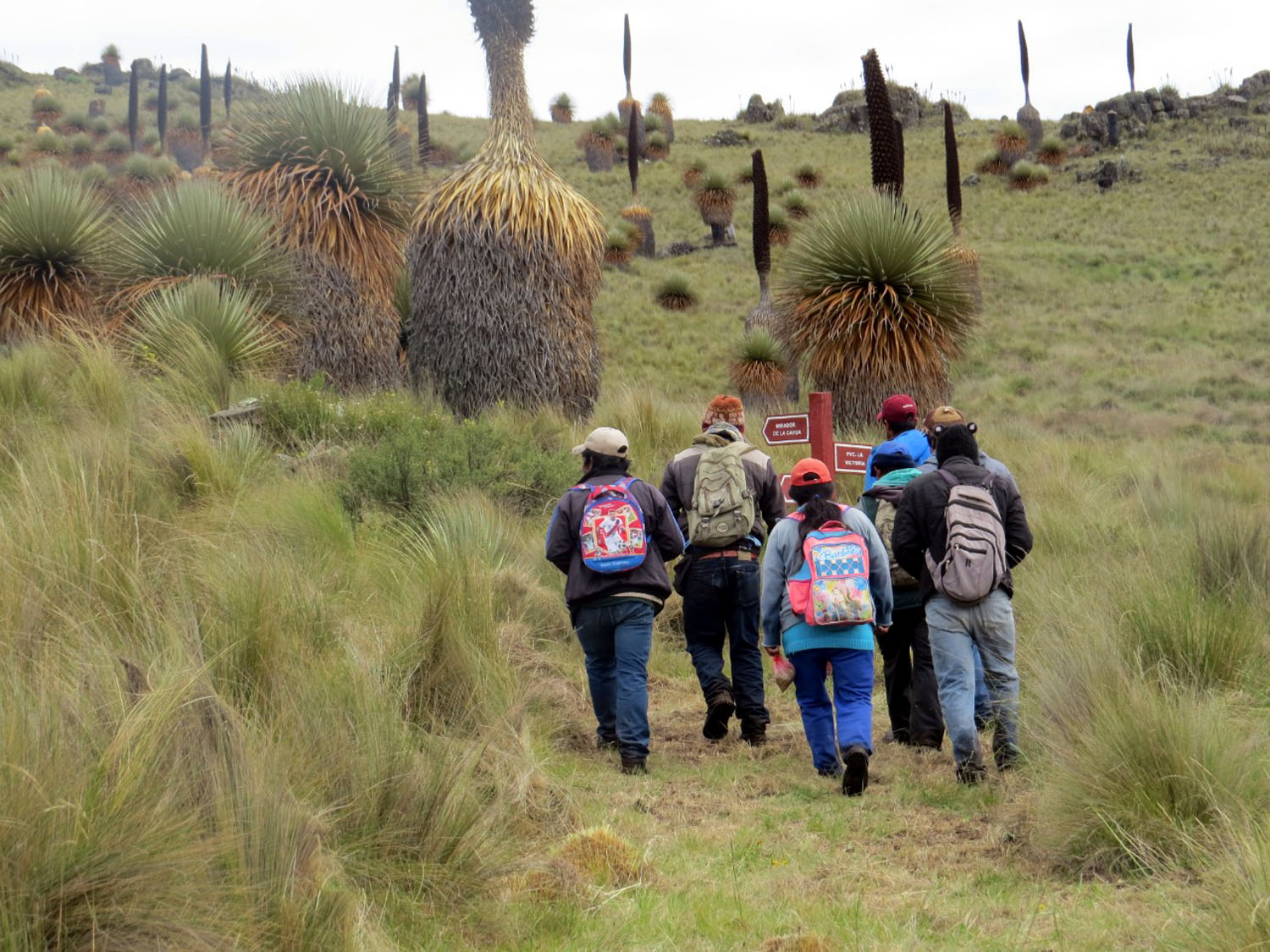 La Libertad Impulsa El Iv Festival Turístico Regional De La Puya Raimondi 2025:
