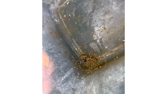 Integrantes de COPROSEC clausuraron la pollerΓa "Royal Chicken".