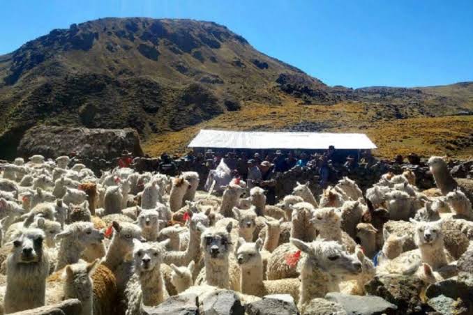 Gobierno realiza acciones para mitigar los efectos de las heladas y entrega S/ 1000 en insumos agrícolas en apoyo a la agricultura familiar