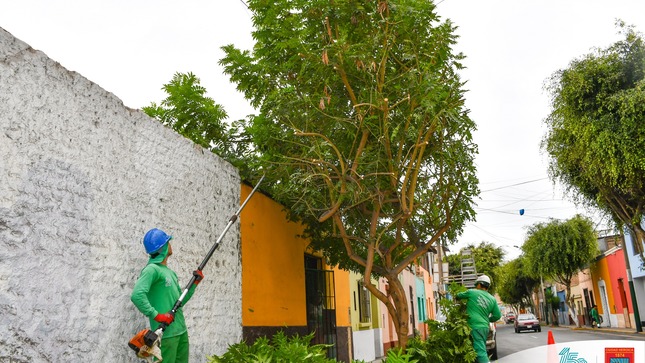 Mantenimiento de áreas verdes en Av. Lima