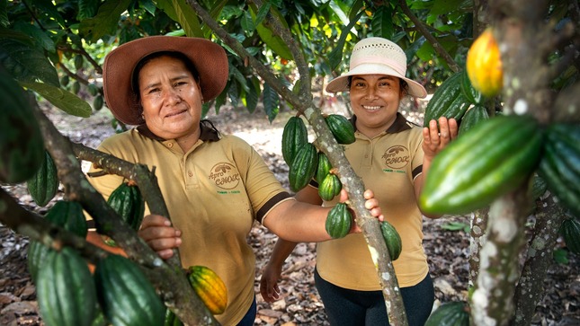 Vraem: Cacaoteros clasifican a la etapa nacional y competirán con los mejores del país