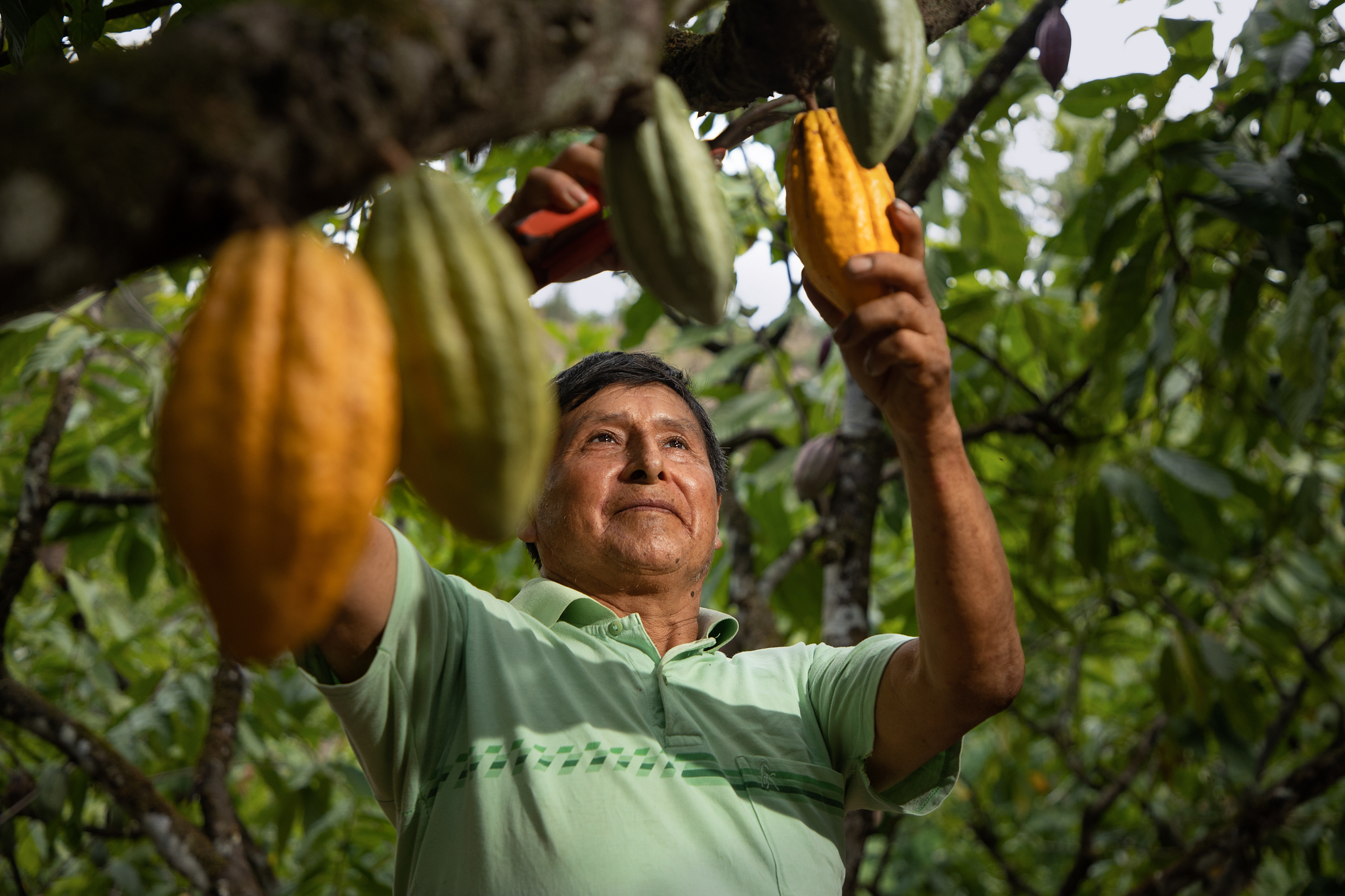 Vraem: Cacaoteros clasifican a la etapa nacional y competirán con los mejores del país