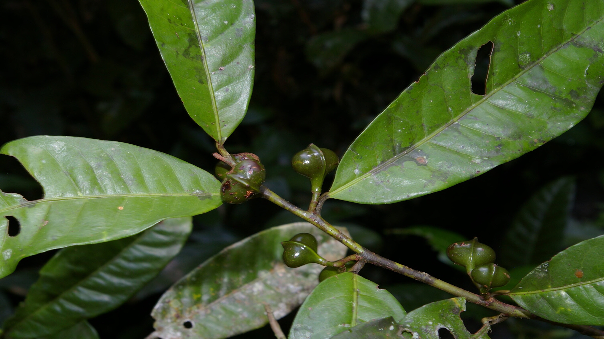 cumala