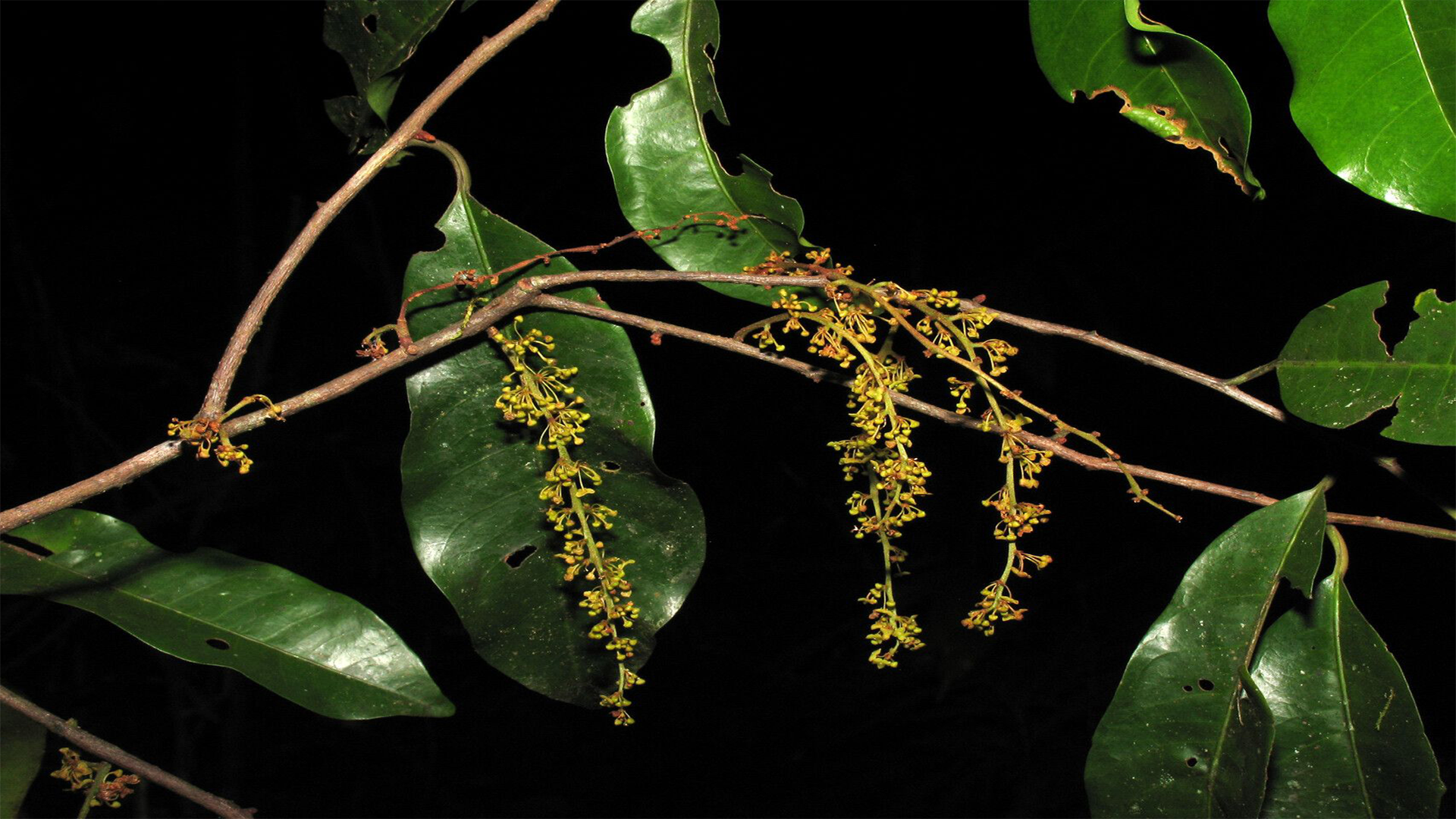 cumala