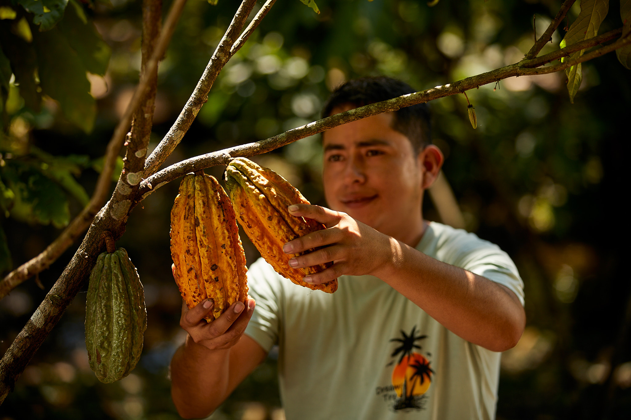 Vraem: Familias cacaoteras impulsadas por Devida lideran concurso regional en Junín
