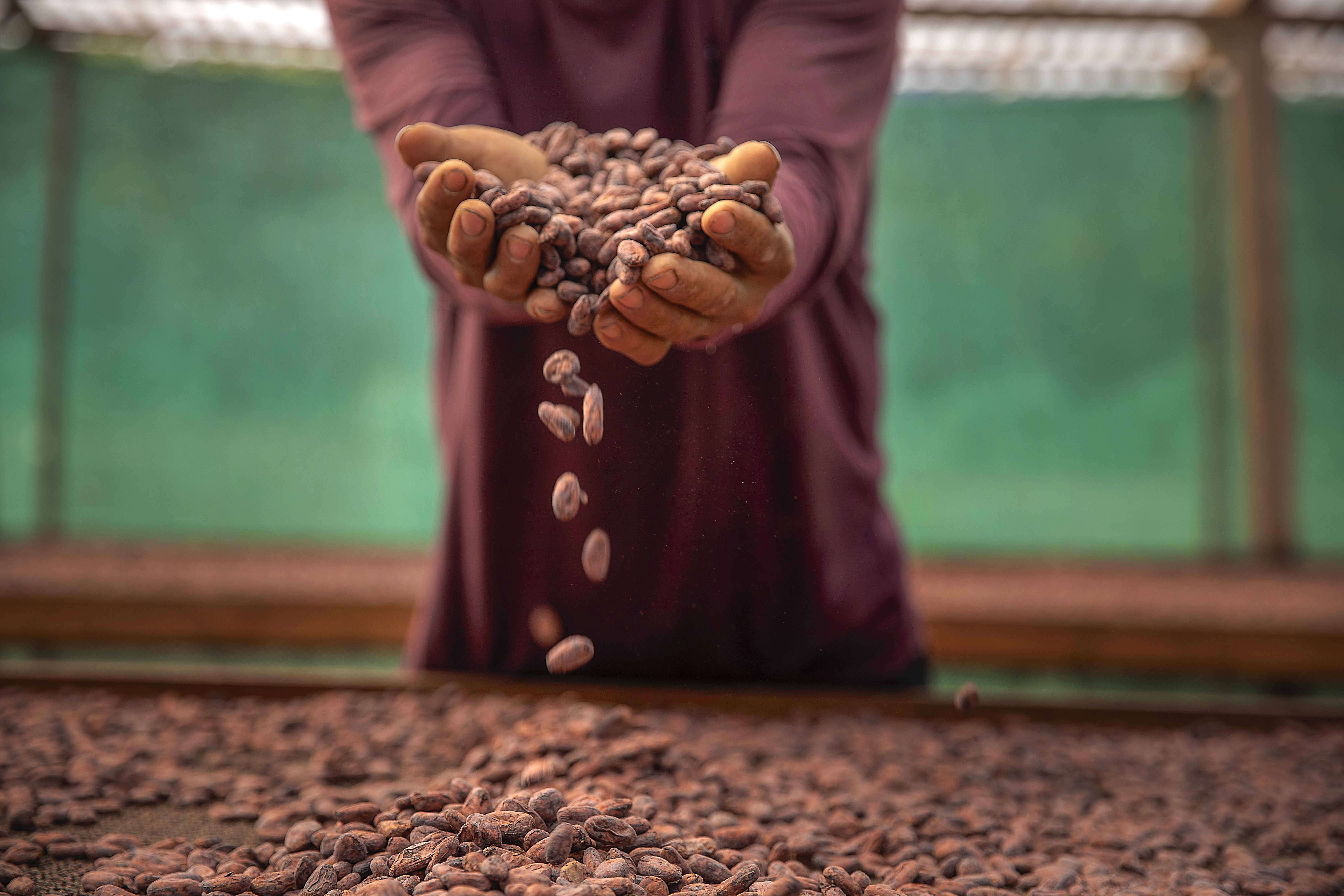 Vraem: Familias cacaoteras impulsadas por Devida lideran concurso regional en Junín