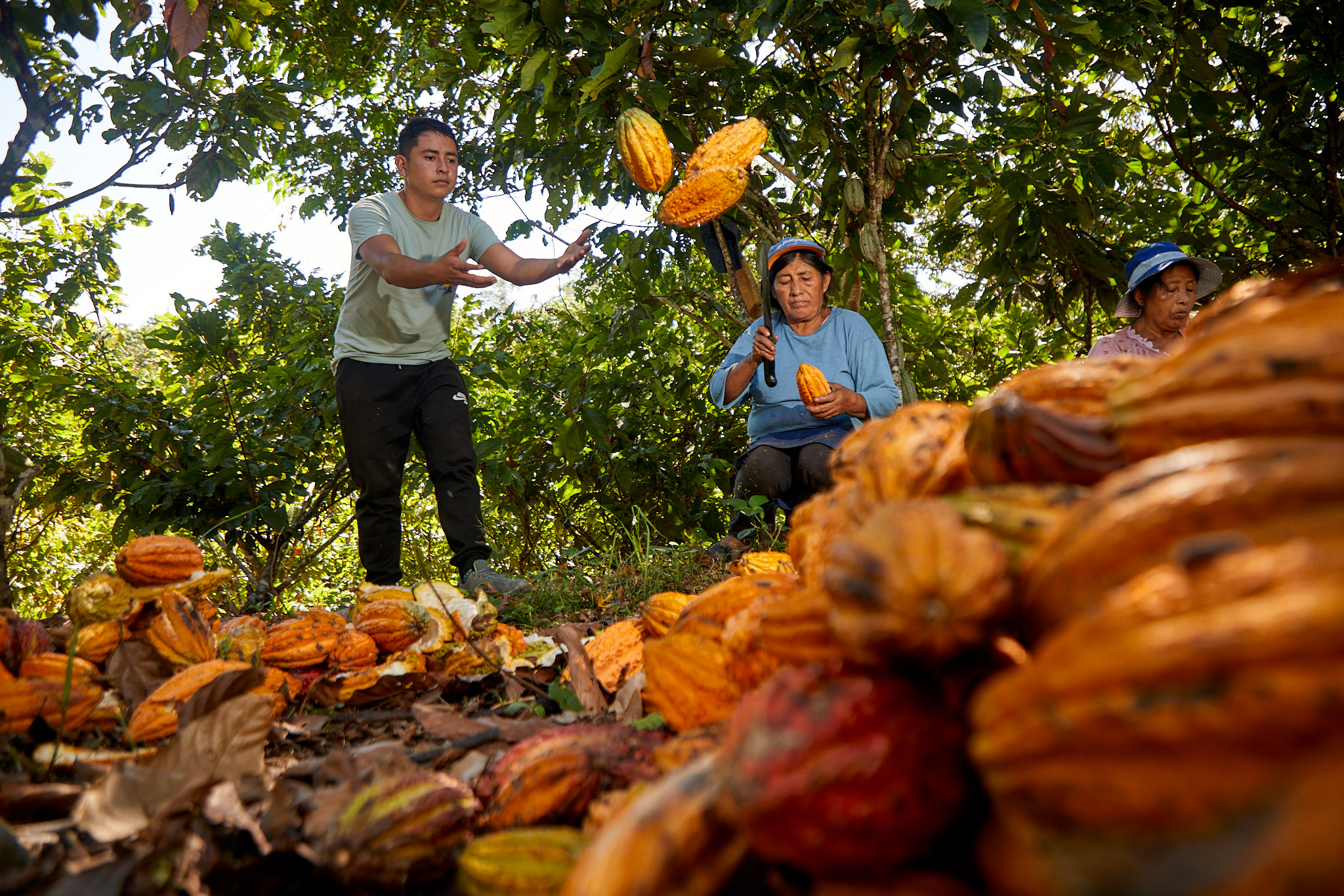 Vraem: Familias cacaoteras impulsadas por Devida lideran concurso regional en Junín