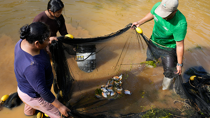 PUNO PECES