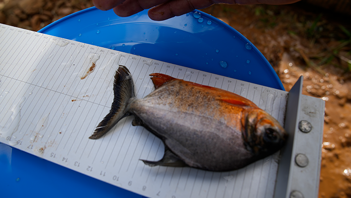 PUNO PECES
