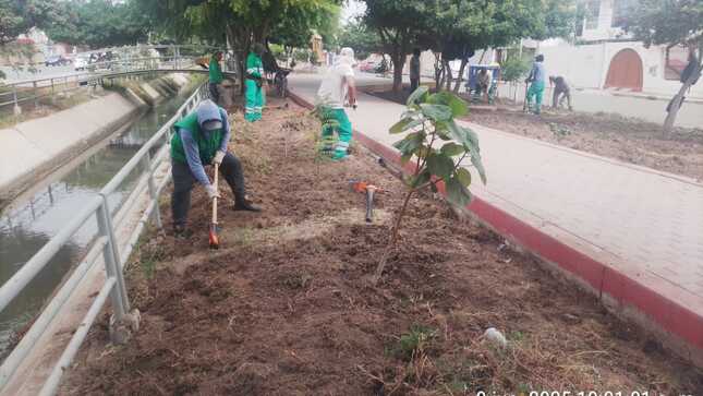 Preparando terreno para siembra