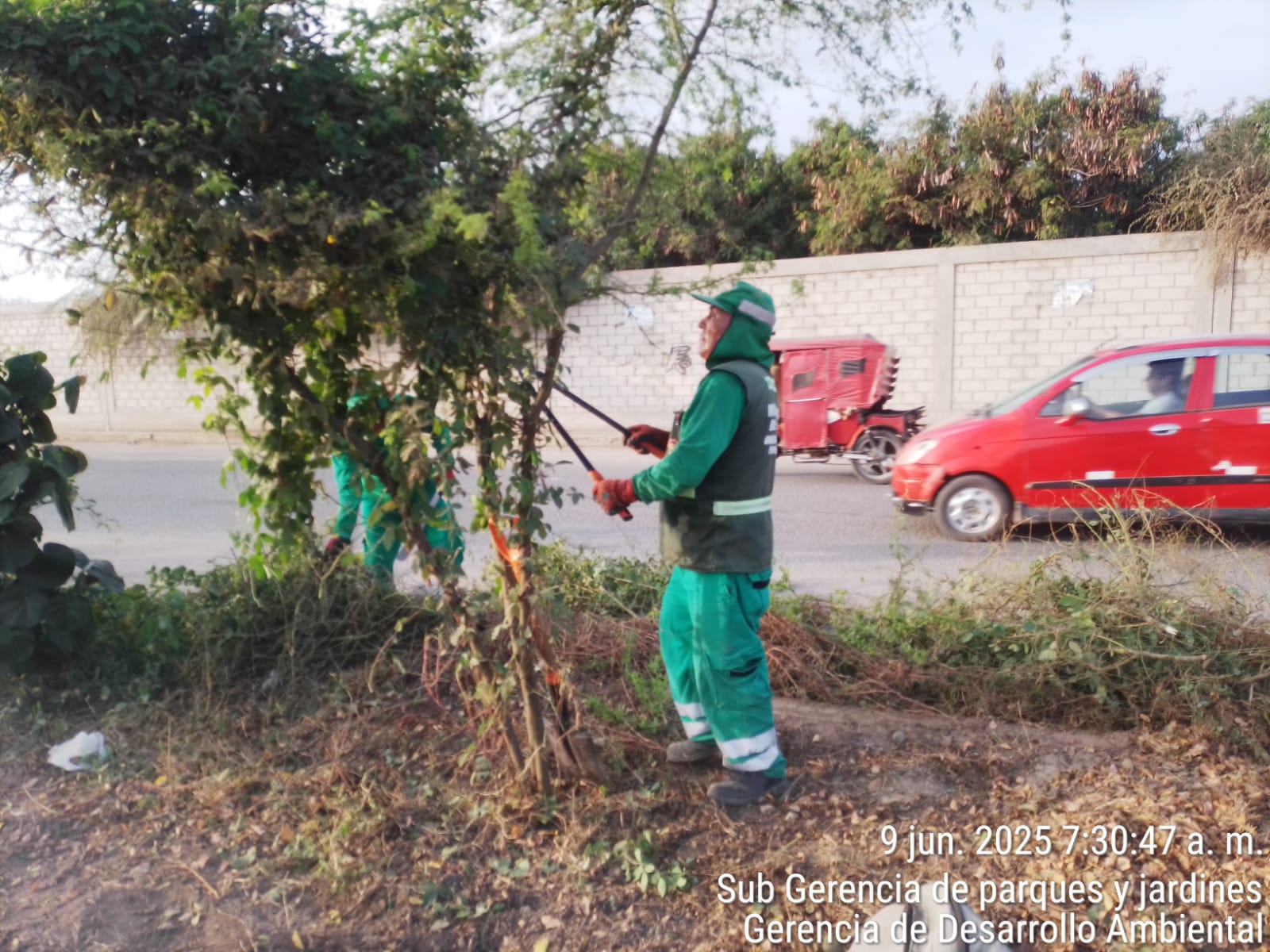 trabajos de poda en Av. NN