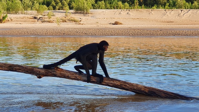 monitoreo biodiversidad