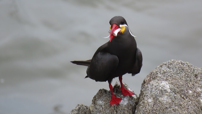 monitoreo biodiversidad