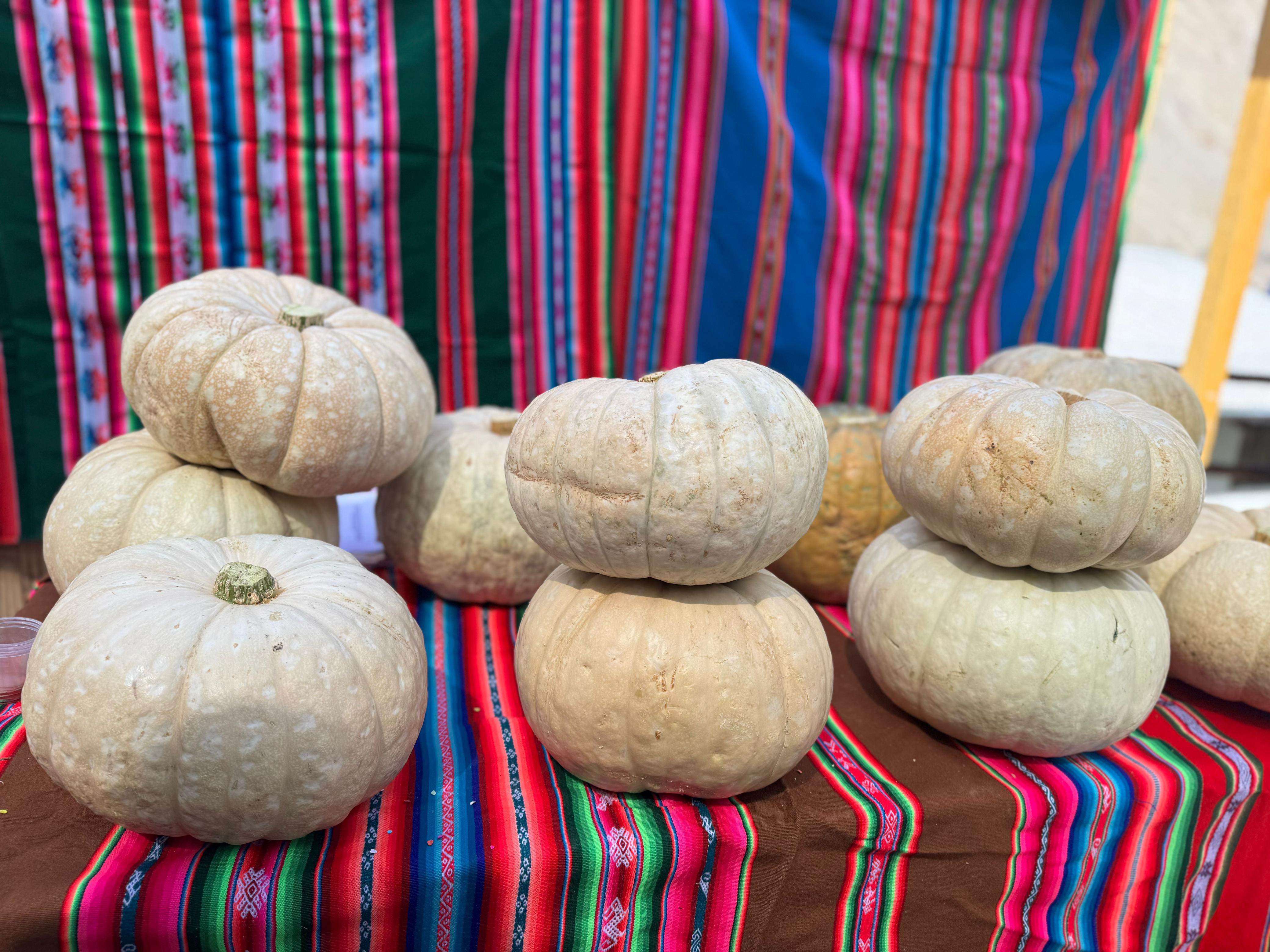 Mejorarán producción de zapallo en Curibaya