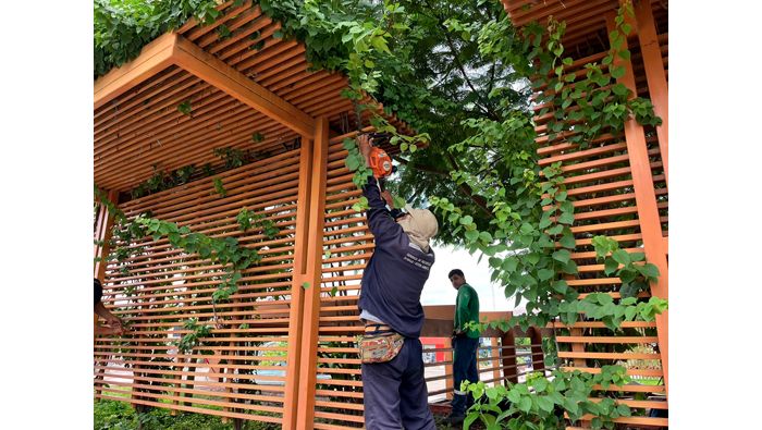 Trabajos de desmalezado en las jardineras de la plaza mayor de Tarapoto.