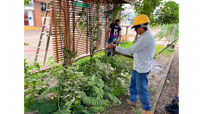 Trabajos de desmalezado en las jardineras de la plaza mayor de Tarapoto.