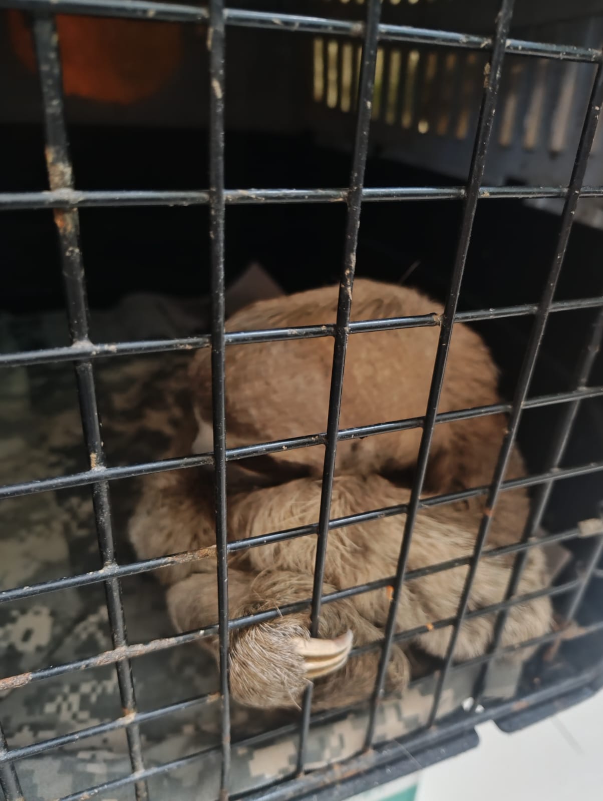 Personal de Gerfor Maynas rescata dos ejemplares de fauna silvestre en Belén.