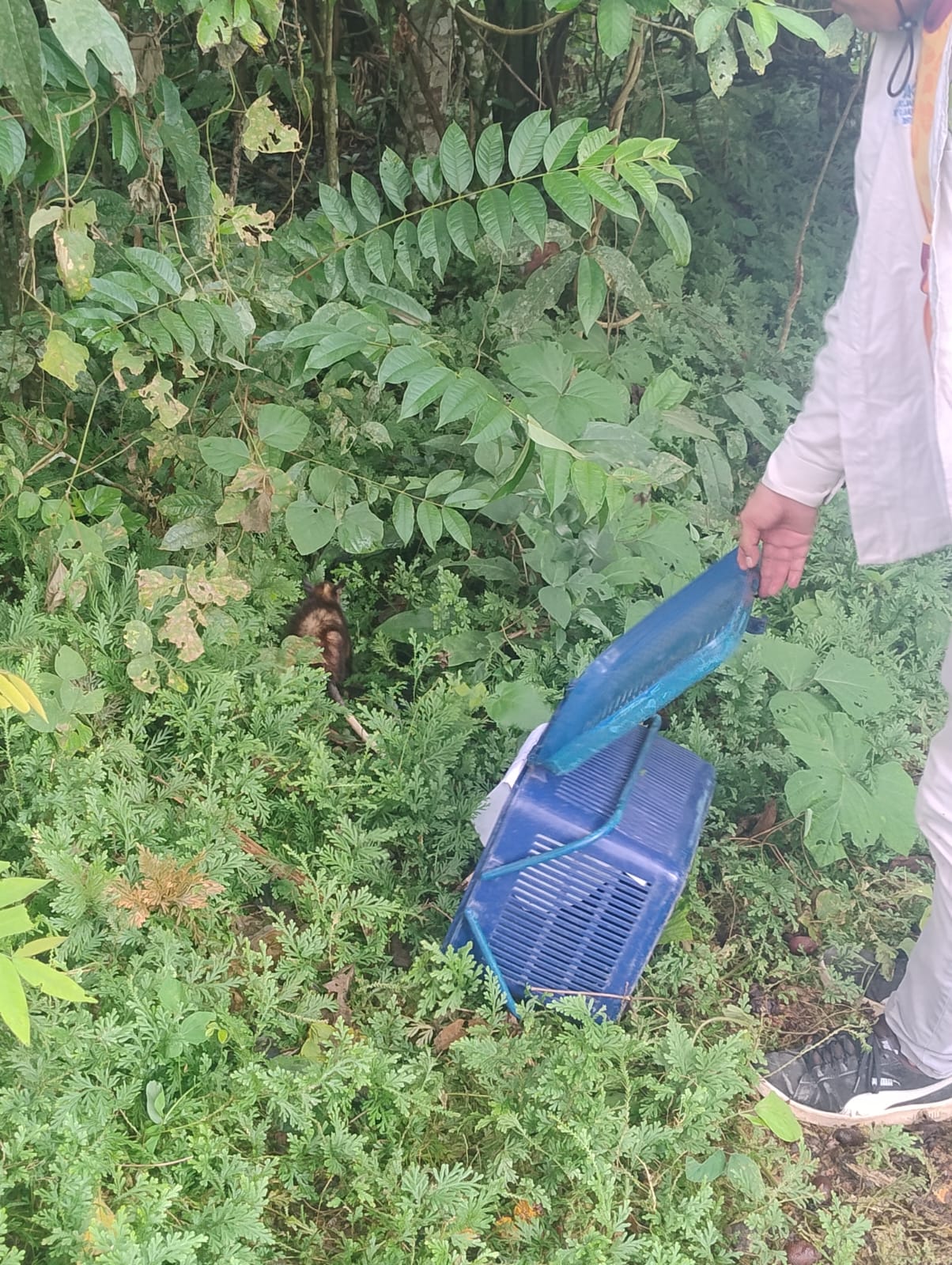 Zarigüeya común es rescatada y rehabilitada por personal de la Gerfor en Belén.