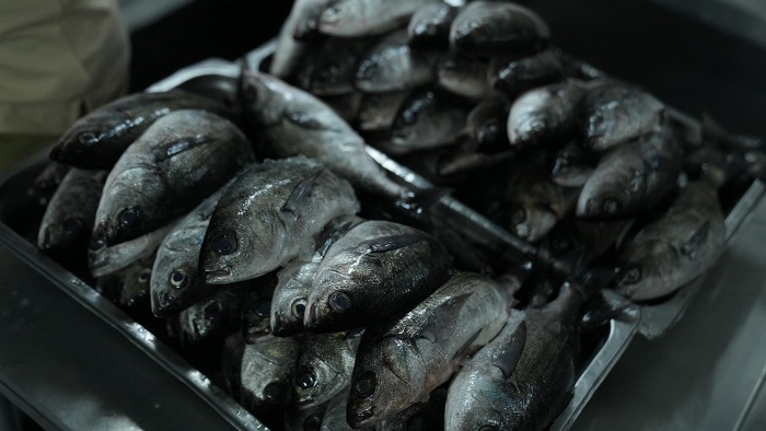 peces rosa nautica