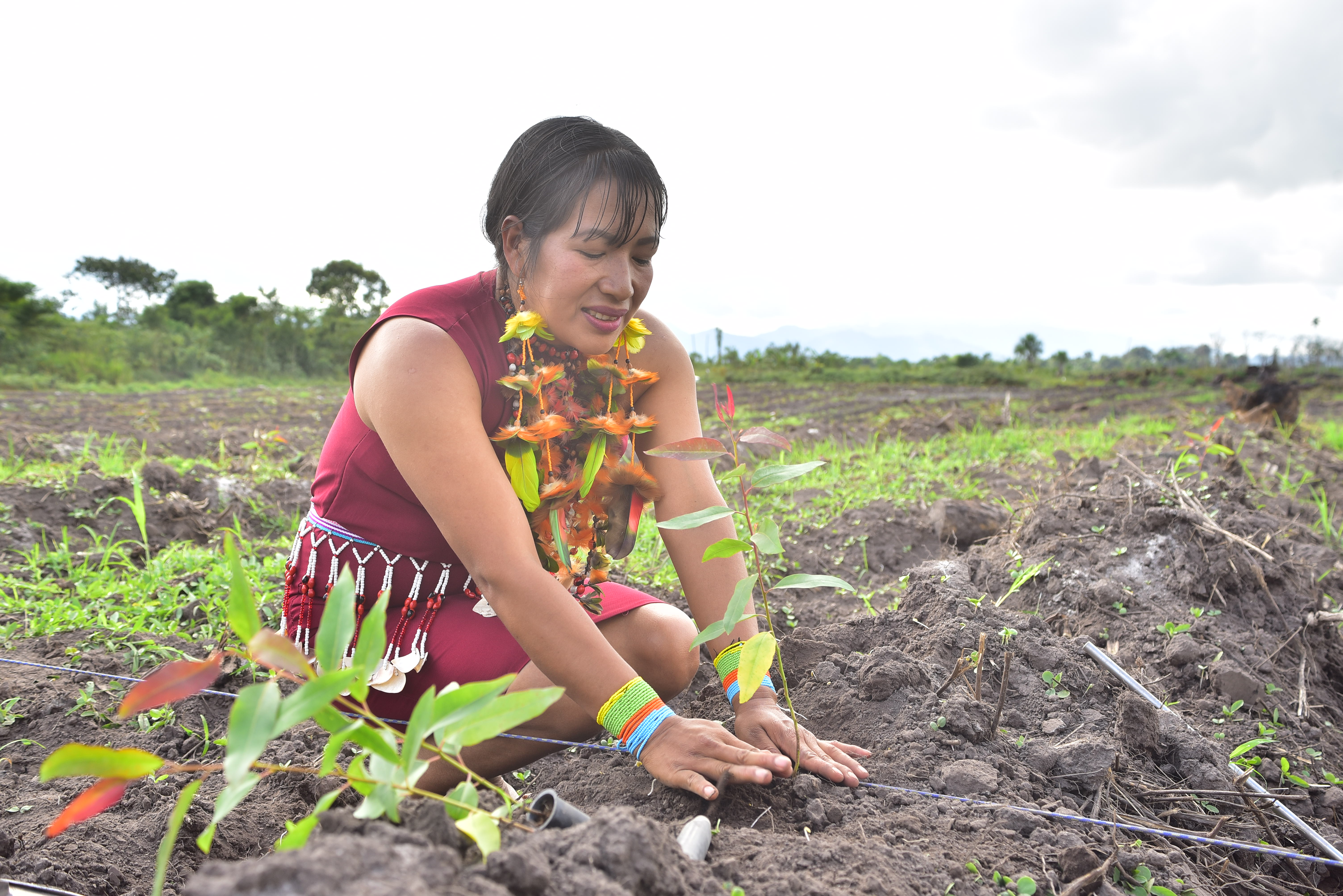 Mujer awajún en plantación