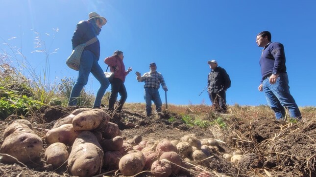 Indecopi impulsará el uso de la propiedad intelectual para potenciar la papa nativa de Ayacucho
