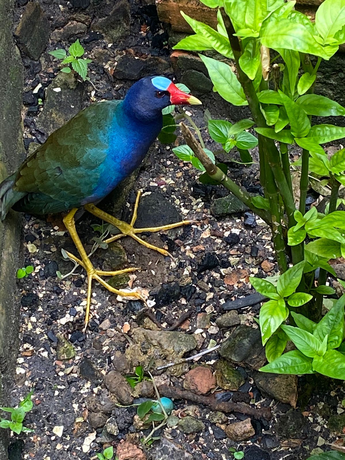 Gerfor rescata y libera un ejemplar de pollo de agua en zona urbana de Iquitos.