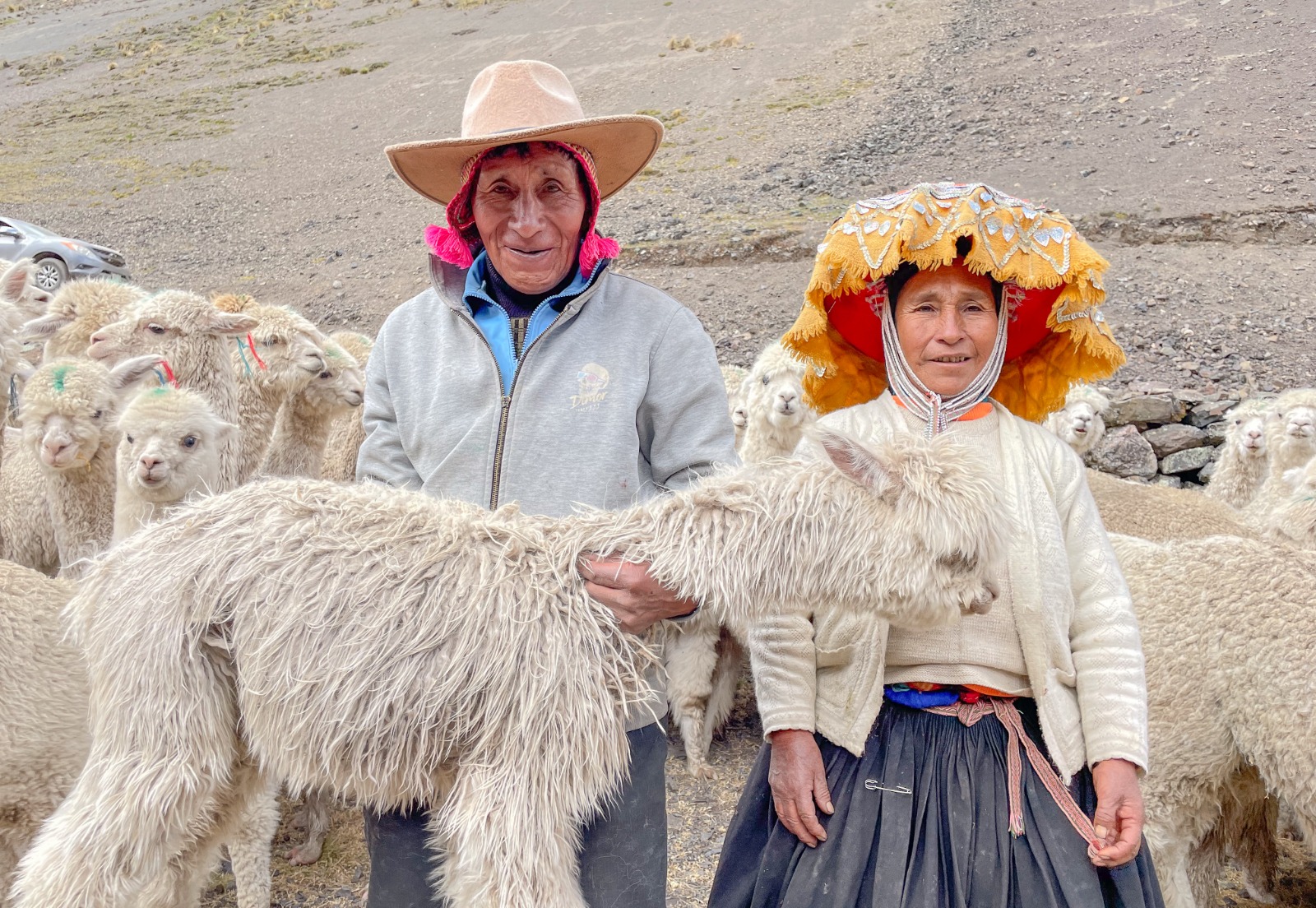 Quispicanchi: Más De 5 000 Alpacas Y Ovinos Atendidos En Campaña De Sanidad Pecuaria Por Bajas Temperaturas