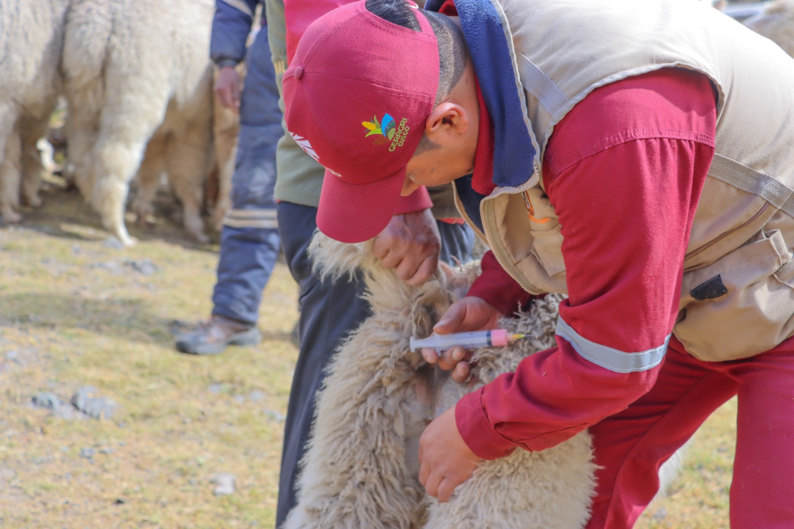 Quispicanchi: Más De 5 000 Alpacas Y Ovinos Atendidos En Campaña De Sanidad Pecuaria Por Bajas Temperaturas