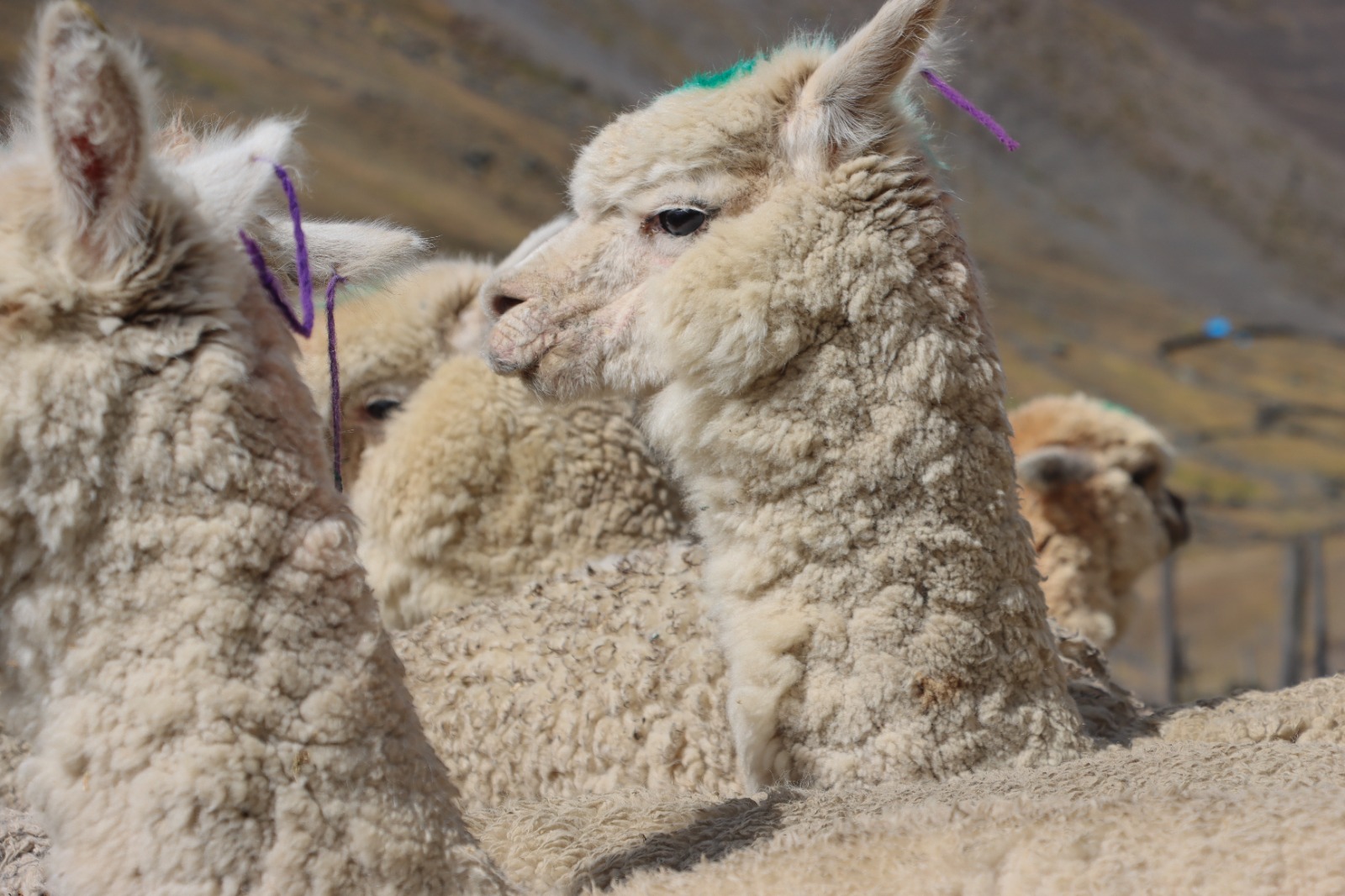Quispicanchi: Más De 5 000 Alpacas Y Ovinos Atendidos En Campaña De Sanidad Pecuaria Por Bajas Temperaturas