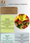 Vista preliminar de documento Croton (1)