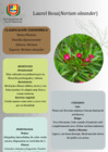 Vista preliminar de documento Laurel Rosa (3)