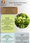 Vista preliminar de documento Planta  Moneda() (1)