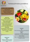 Vista preliminar de documento Portulaca (1)