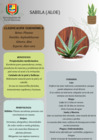 Vista preliminar de documento SABILA (ALOE VERA) (3)
