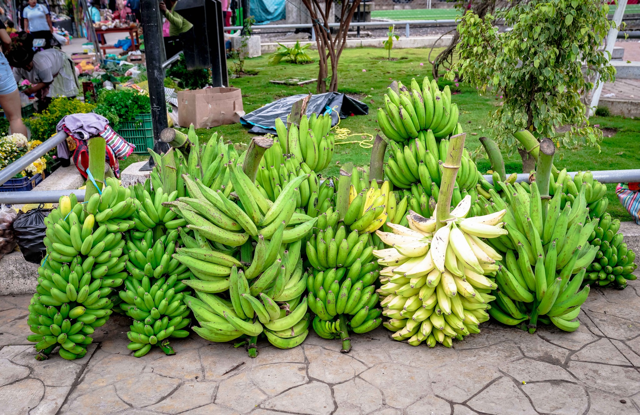 feria: “De la Chacra a la Olla”. Desde frutas y verduras frescas hasta deliciosos productos artesanales, todo con el sabor auténtico y la frescura que solo la agricultura de nuestras localidad puede ofrecer.
