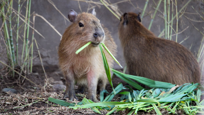 Parque de las Leyendas: “CAPIBARA FEST” llega a la sede Huachipa