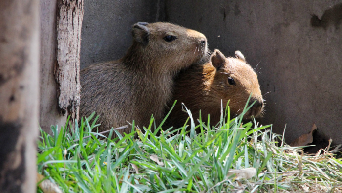 Parque de las Leyendas: “CAPIBARA FEST” llega a la sede Huachipa