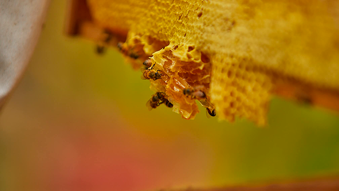 VRAEM ABEJAS