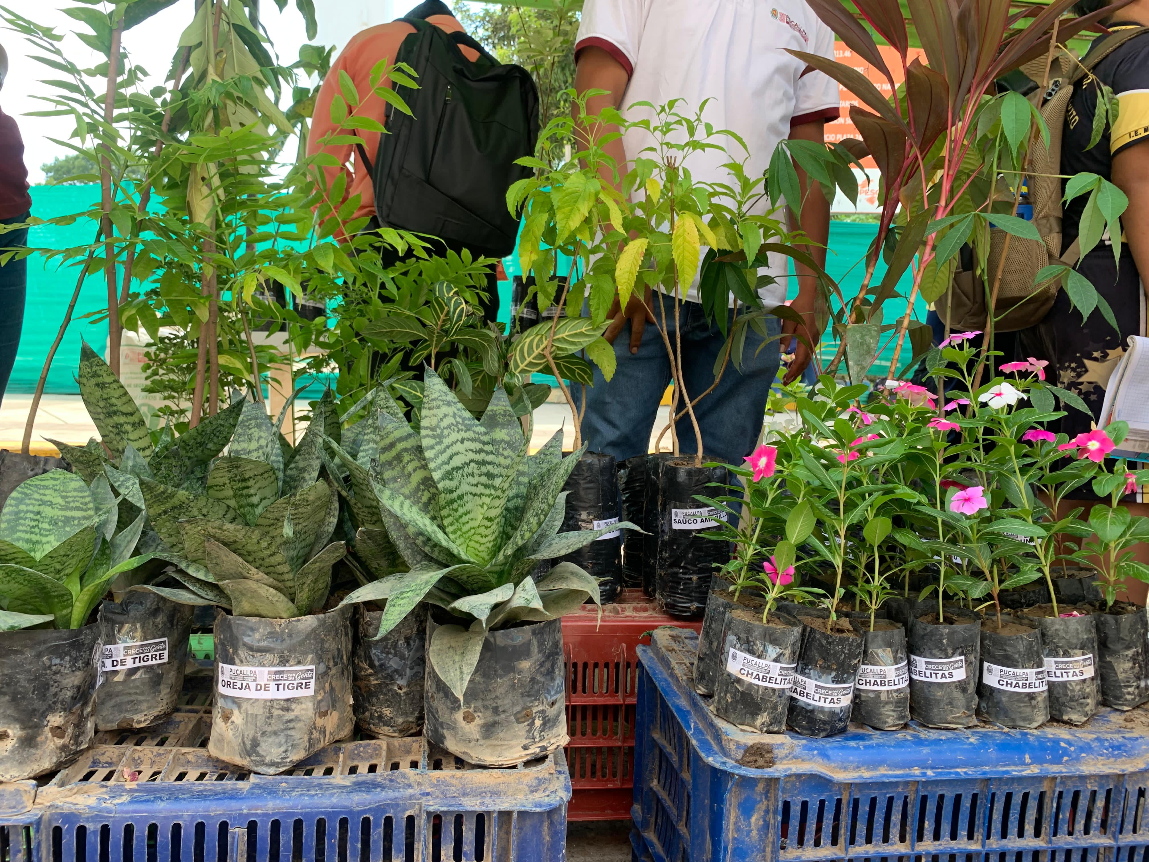 En el ecocanje Sanjuanero pueden llevar también plantones y abono por cada dos kilos de residuos reciclables.